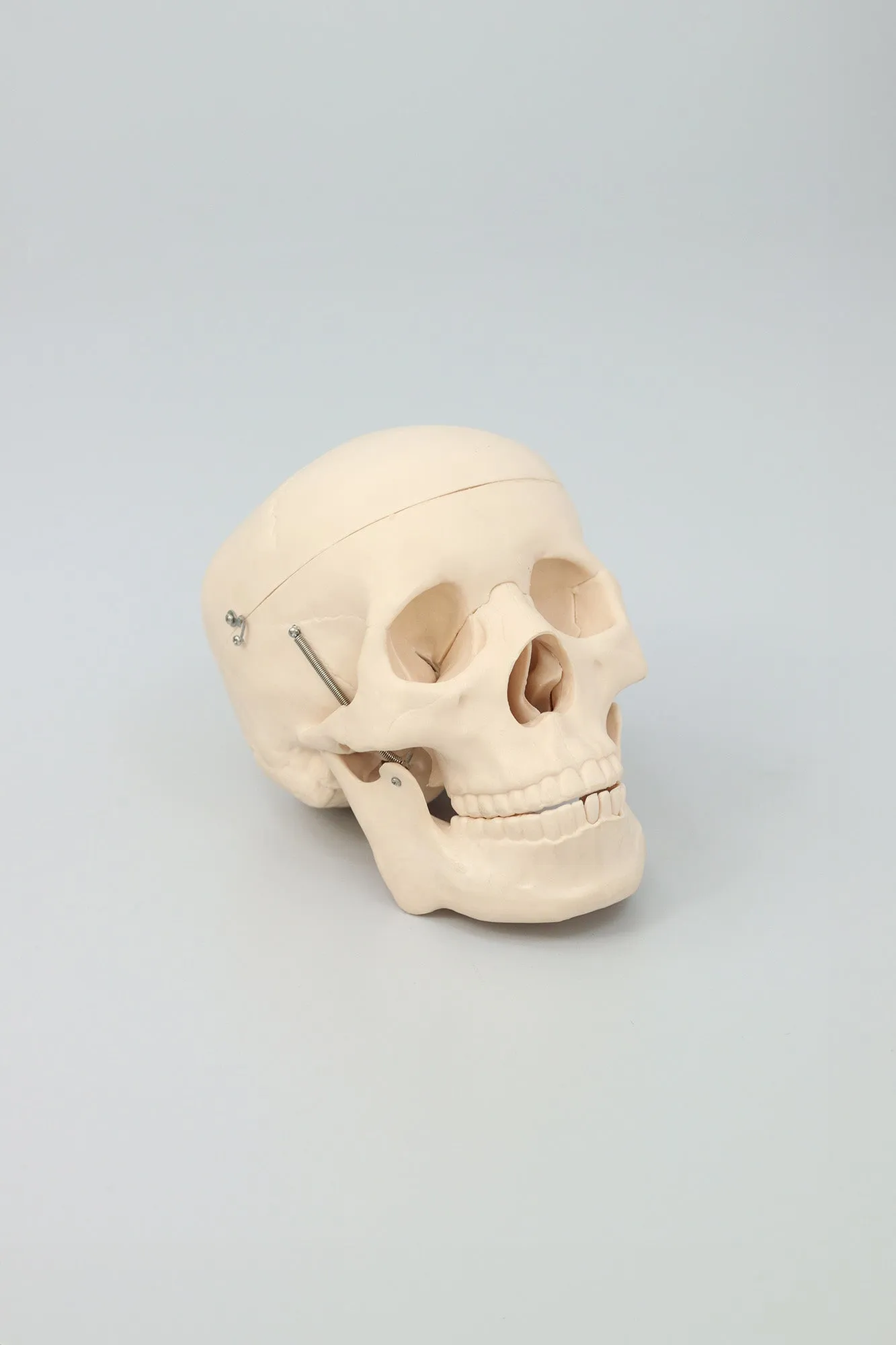 Anatomical Plastic Skull Model