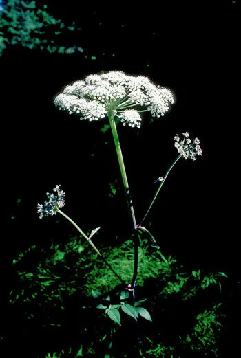 Angelica - <i>Angelica genuflexa</i>