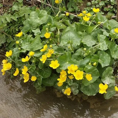 Caltha palustris - Marsh Marigold