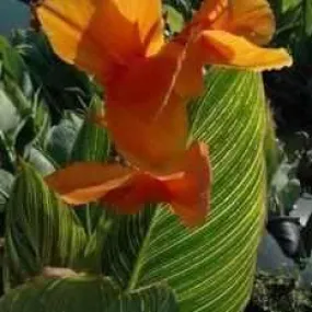 Canna 'Bengal Tiger' (Bare Root)