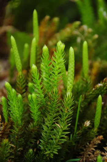 Club Moss - <i>Lycopodium annotinum</i>