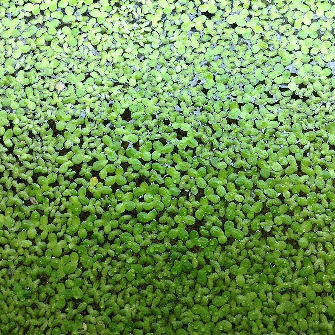 Duck Weed (Lemna Minor) - half cup