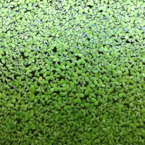 Duck Weed (Lemna Minor) - half cup