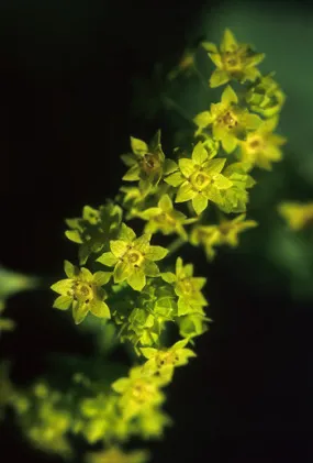 Ladies' Mantle - <i>Alchemillia vulgaris</i>