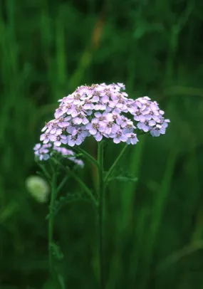 Lavender Yarrow - <i>Achillea borealis</i>