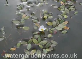 Luronium natans - Floating Water-Plantain