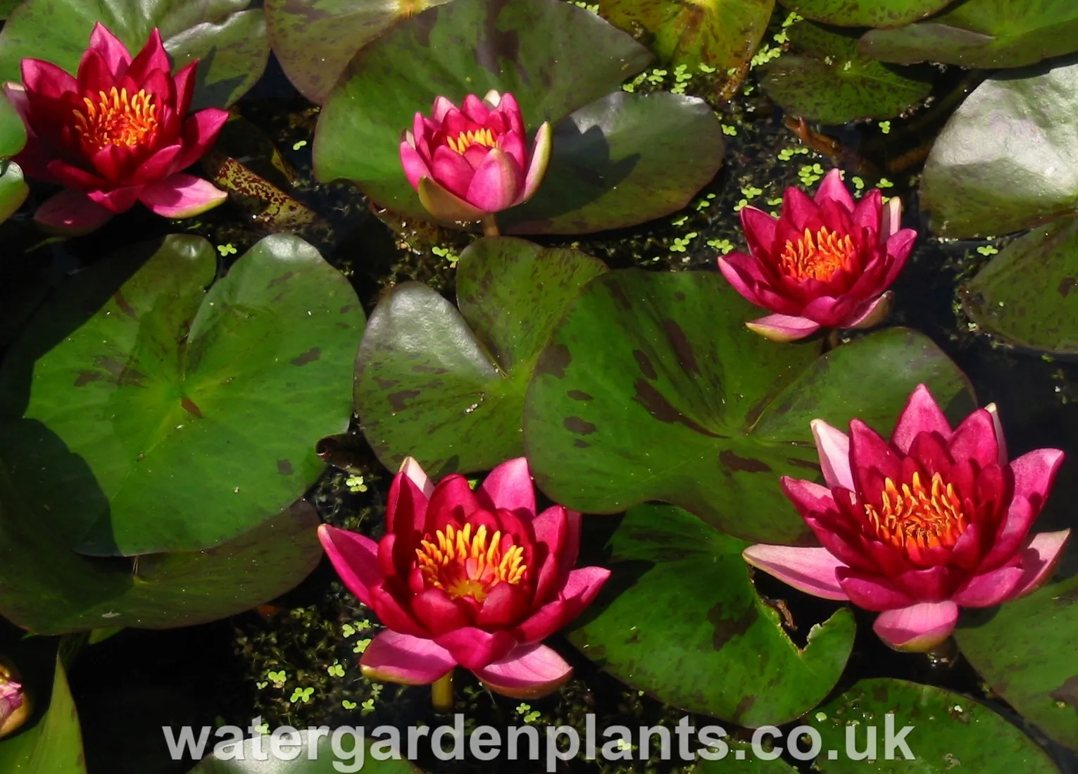 Nymphaea 'Andreana'