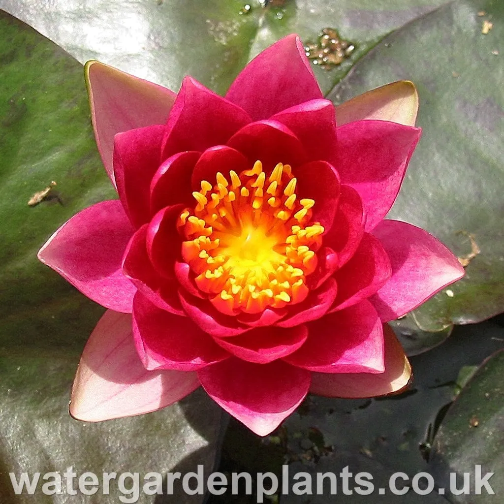 Nymphaea 'Andreana'