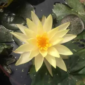 'Nymphaea' Hybrid Peachy Keen Hardy Lily (Bare Root)