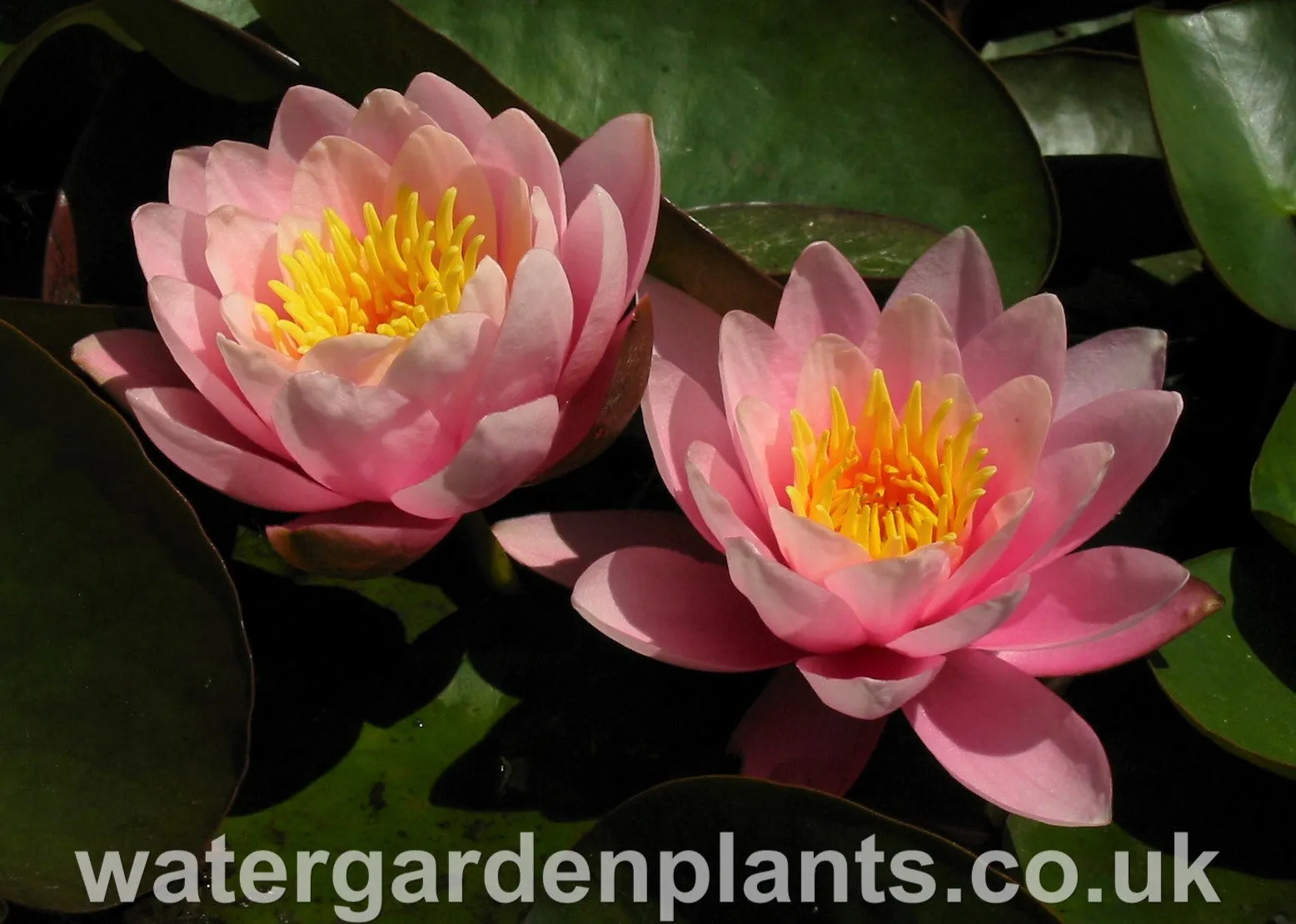 Nymphaea 'Venusta'