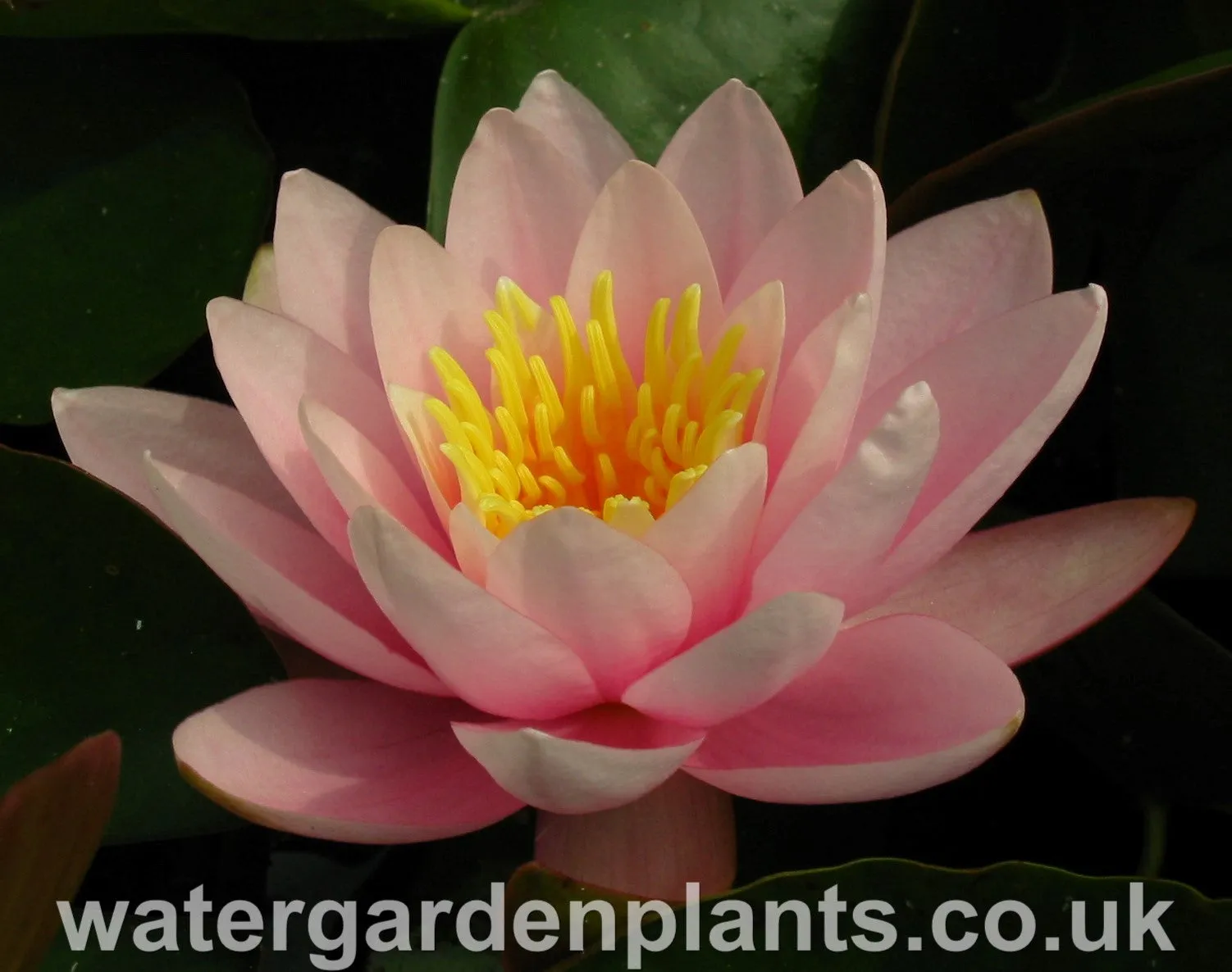 Nymphaea 'Venusta'