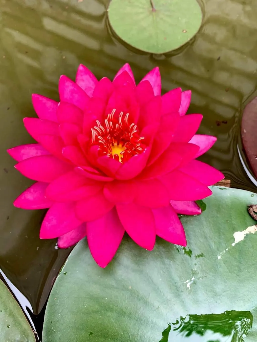 Razzberry Waterlily <br> Hardy Water Lily <br> A Pond Megastore Top pick!