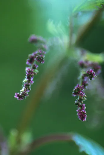 Stinging Nettle - <i>Urtica gracilis</i>