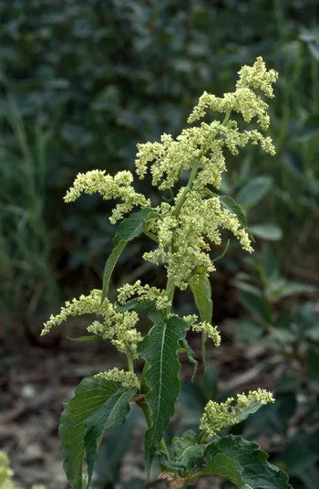 Wild Rhubarb - <i>Polygonum alaskanum</i>