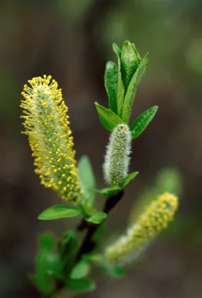 Willow - <i>Salix bebbiana</i>